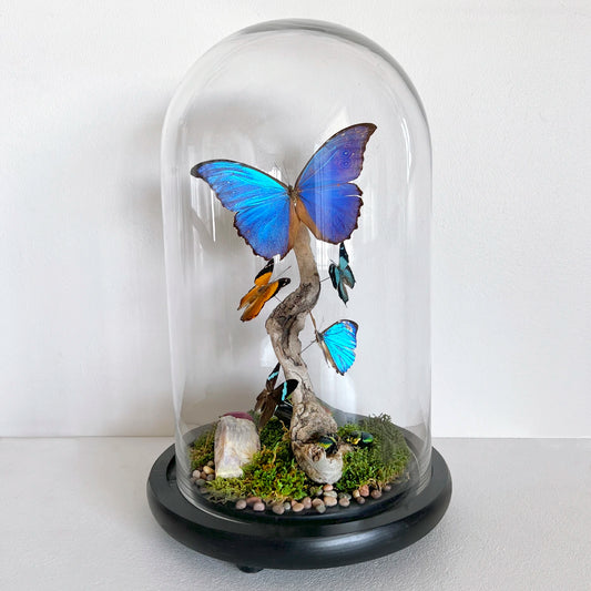 Numero 37 Fanal Mariposas Morpho XL