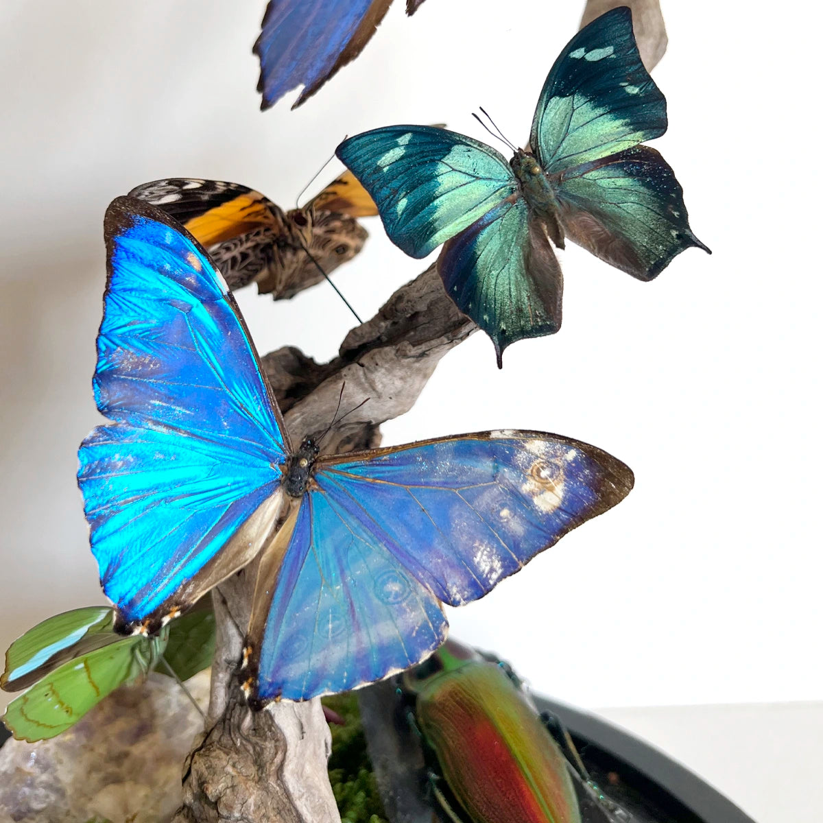 Numero 37 Fanal Mariposas Morpho XL