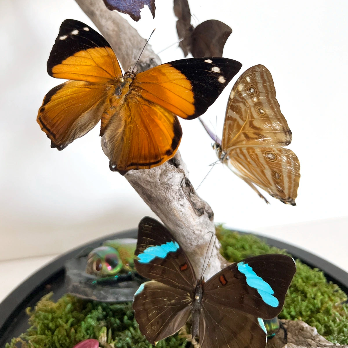 Numero 37 Fanal Mariposas Morpho XL