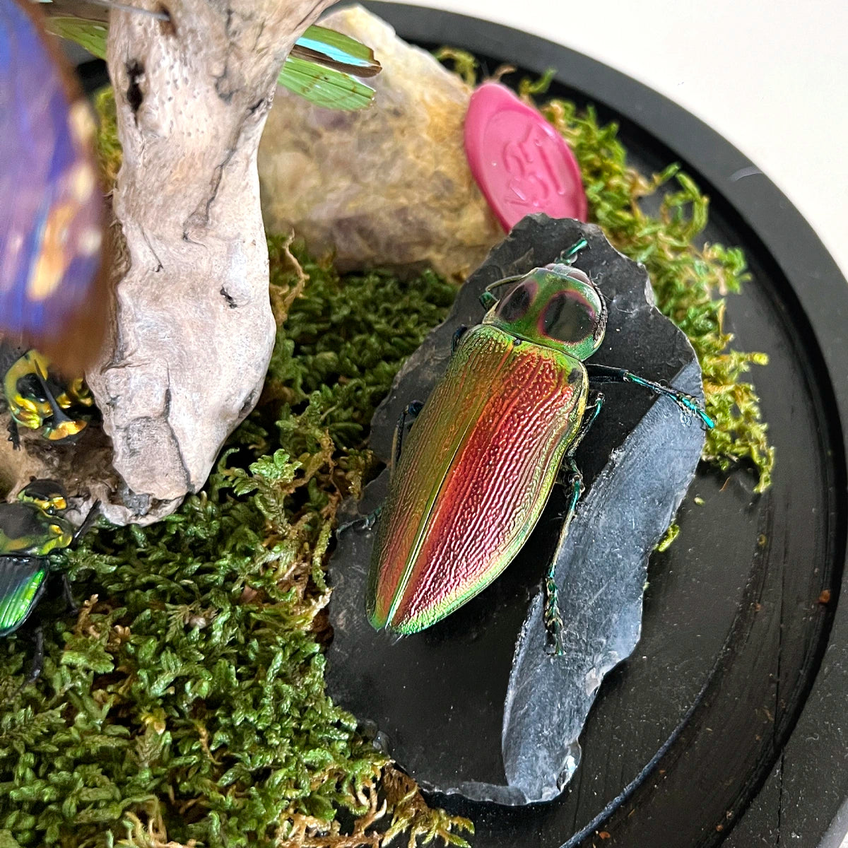 Numero 37 Fanal Mariposas Morpho XL