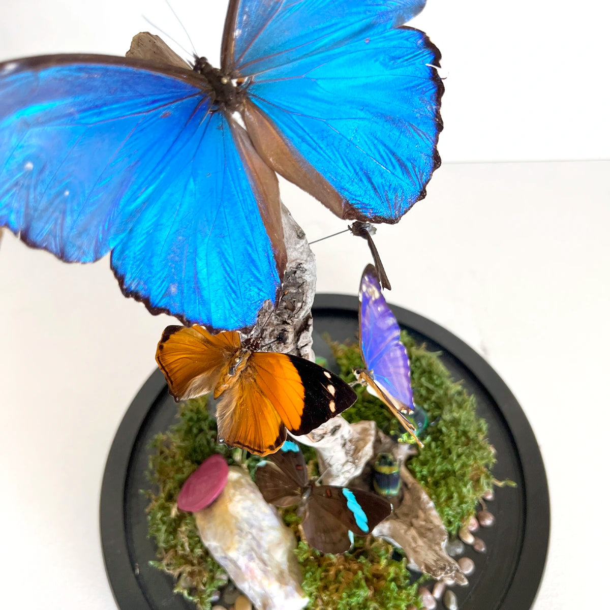 Numero 37 Fanal Mariposas Morpho XL