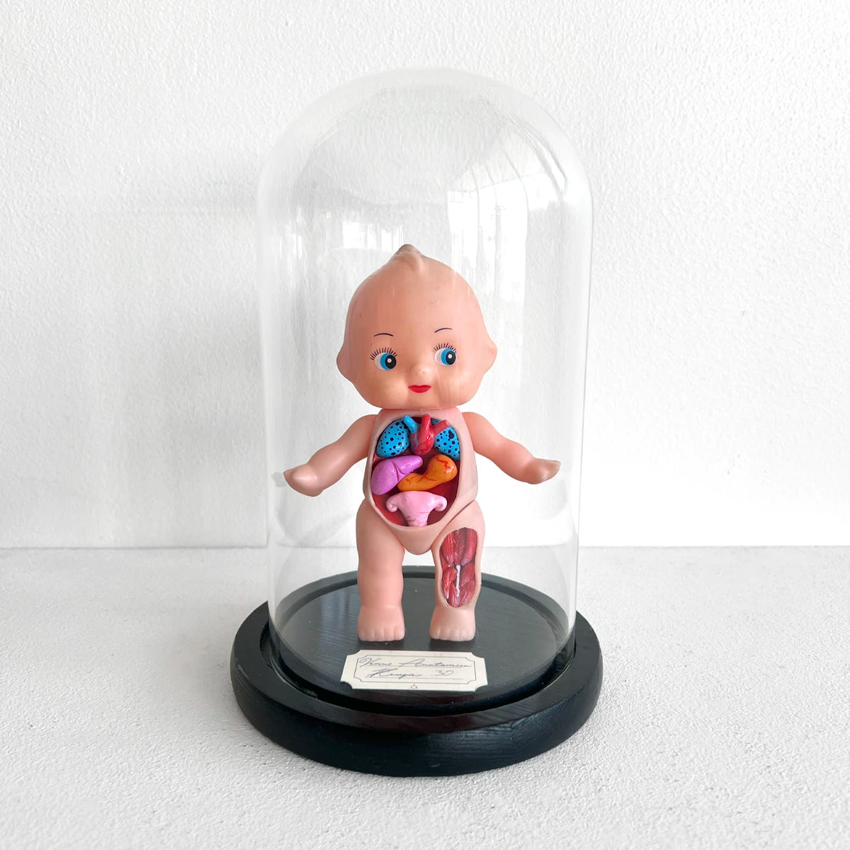 Venus Anatómica "Kewpie 30" gabinete de curiosidades número37