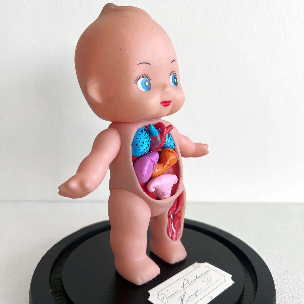 Venus Anatómica "Kewpie 30" gabinete de curiosidades número37