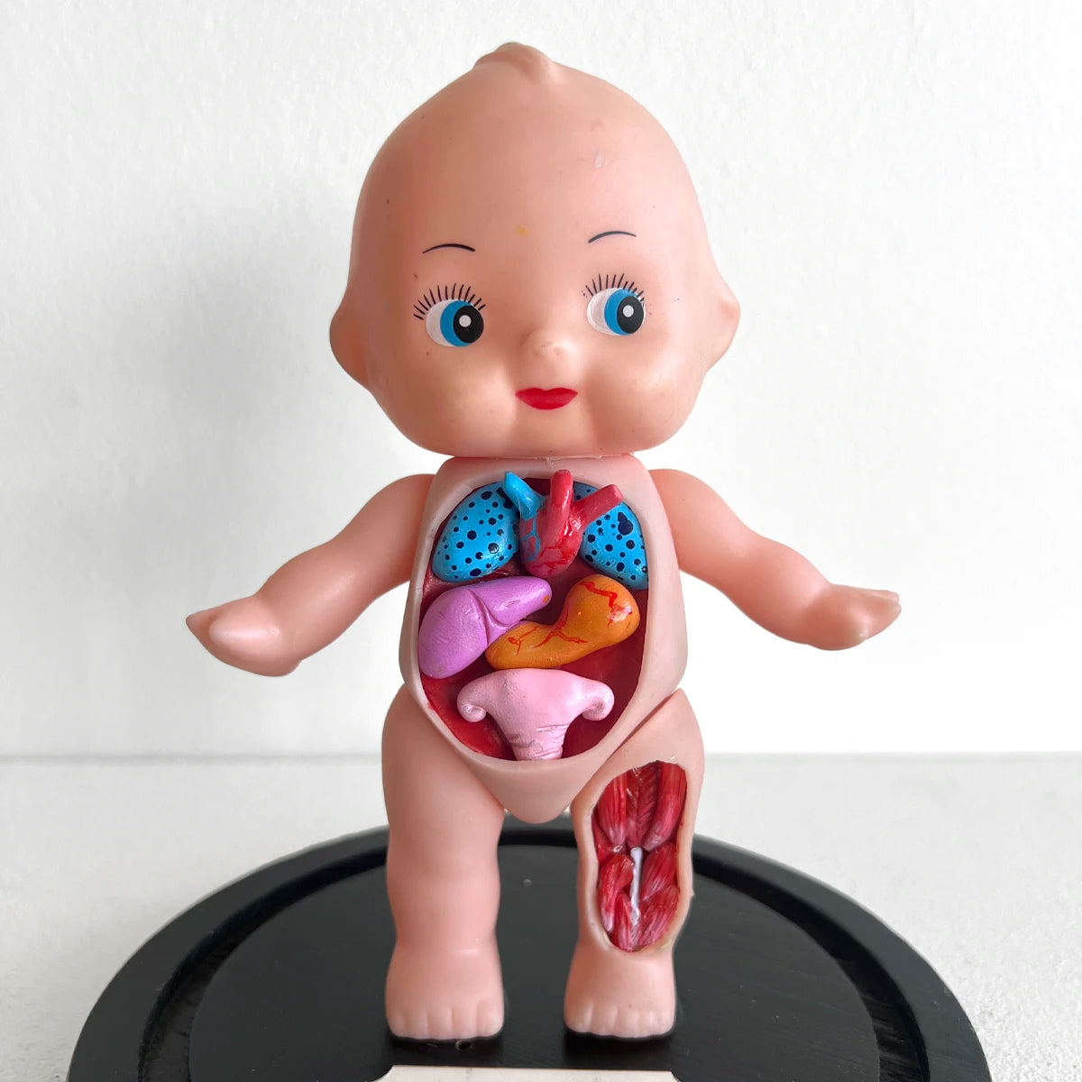 Venus Anatómica "Kewpie 30" gabinete de curiosidades número37