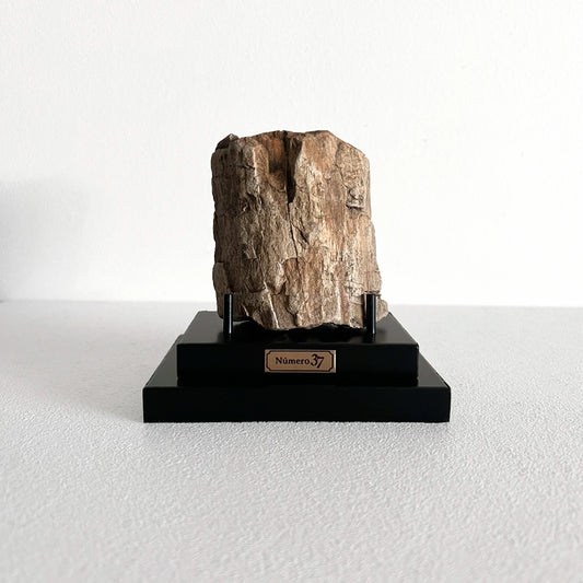 Número37 Madera petrificada en base "S" fósil decoración