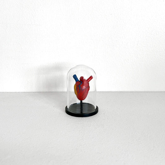 Número37 Mini Corazón Anatómico en fanal