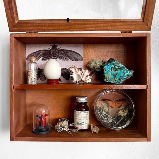 Gabinete de Curiosidades, Número37, Minerales, Mariposas, Colección