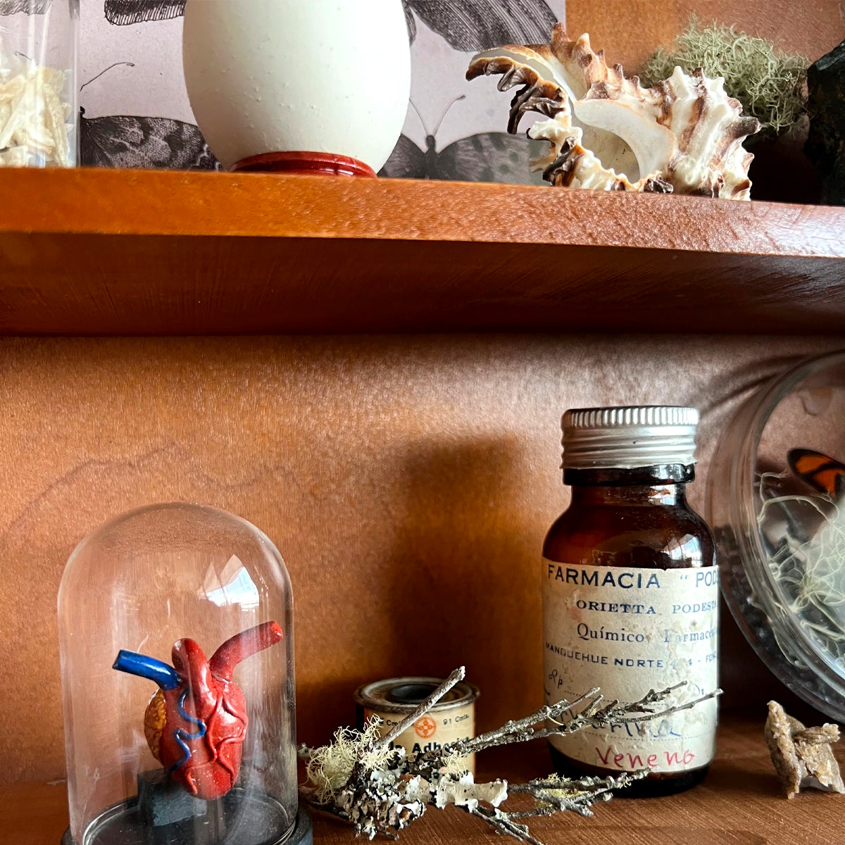 Gabinete de Curiosidades, Número37, Minerales, Mariposas, Colección