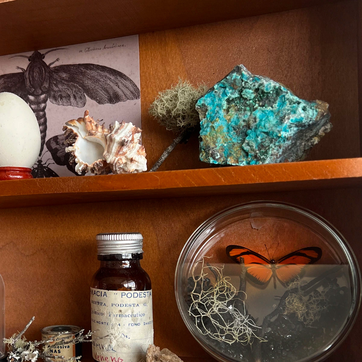 Gabinete de Curiosidades, Número37, Minerales, Mariposas, Colección